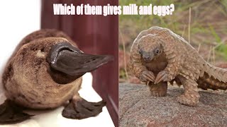 Amazing facts, funny pictures riddles will surprise you. Which animal gives both milk and eggs?