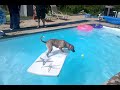 dog surfing on a raft in a swimming pool