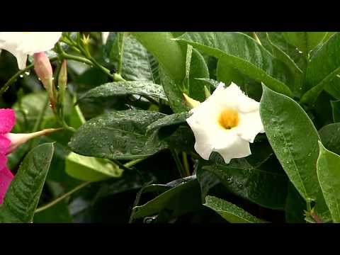 Mandevilla vine brings beautiful blooms all summer