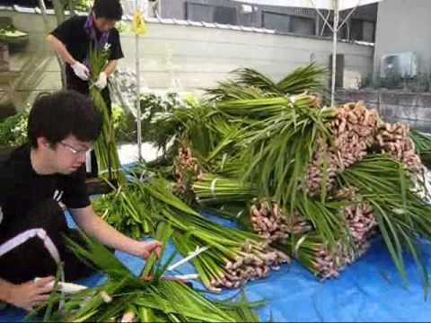 山代温泉　菖蒲湯まつり　前日のようす　（加賀市山代温泉）