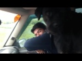 CANE CORSO 12 months BABU...''playing a man''