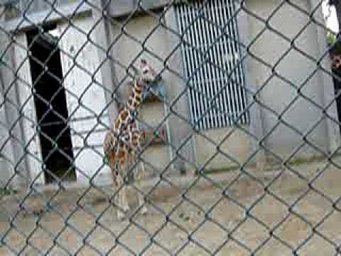 京都市動物園のキリンのこども