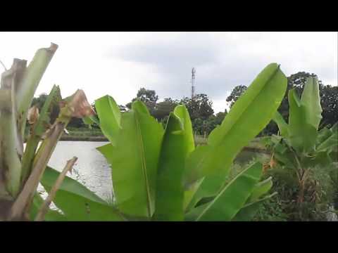 Rice fields are converted into tilapia ponds