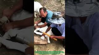 Traditional Goat Castration Knocking With A Stick