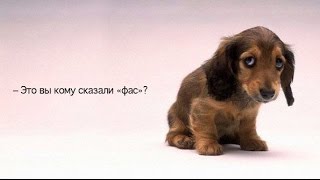 ФАС борется с сахарными спекулянтами.