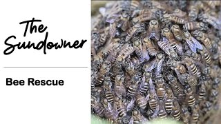 Relocating Honeybees from client's backyard. (Black Dwarf HoneyBees)