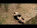 lazy panda