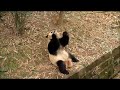 lazy panda