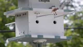 House Wren couple building nest