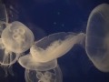 Dance of the Jellyfish