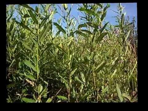 Плетение из ротанга как бизнес Плетение из ротанга как бизнес
