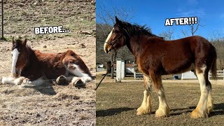 Rescued Clydesdale Live Weigh In - 10 Month Transformation!