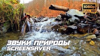 Живая Природа - Ручей | Река | Звуки Природы | Звуки Ручья | Шум Воды | Белый Шум | Screensaver Tv