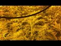 Growing Cannabis-Veg time ep 2