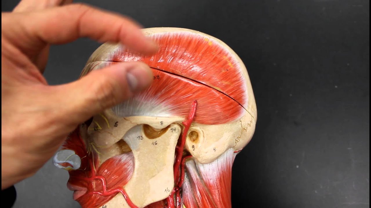 MUSCULAR SYSTEM ANATOMY:Muscles of mastication model description - YouTube