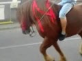Cai de vanzare Rupea 2012.wmv