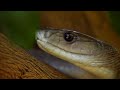 black mamba