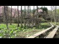 刺巻湿原のミズバショウとカタクリ(秋田県仙北市)HD