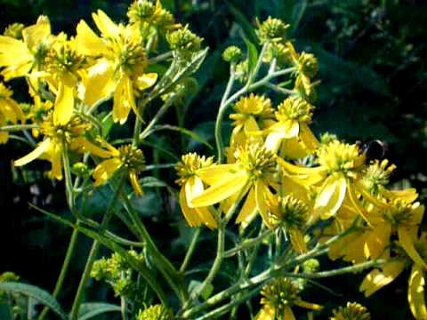 Header of golden ironweed