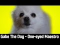 Gabe The Dog - One-eyed Maestro (Kevin MacLeod)