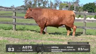 LOTE 83 - TOUROS BRANGUS - LEILÃO SÃO BIBIANO 2021