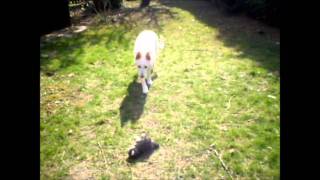 Watch Akos Test video