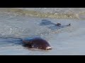 Humboldt squid wash ashore in Pacific Grove, CA