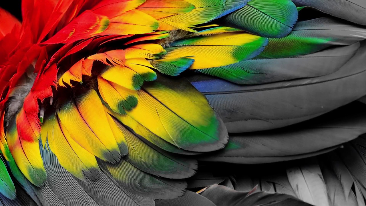 United Themes Shortcode Plugin