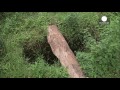 Entrüstung in Kenia über Rasenmäh-Strafe nach Vergewaltigung