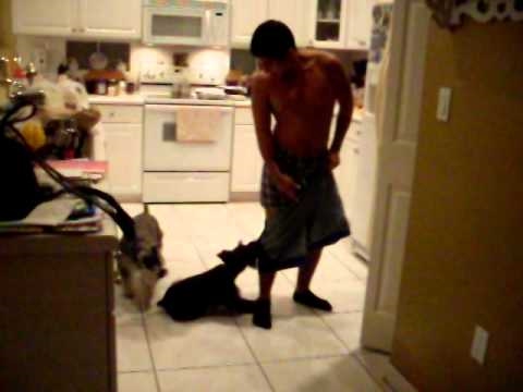 Dogs Pulling Off Shorts - YouTube