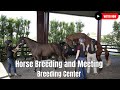 Horse Breeding  Close Up Video in Breeding Center