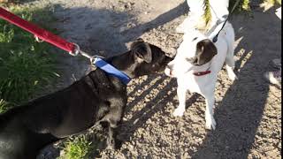 Patterdale Pup Male Vs Jack Russell Adult Male - Terrier Bsl Estacado 4.5 Months