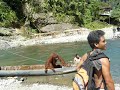 Orangutang near Bukit Lawang (Sumatra) hijacks boat and tries to slap a guide