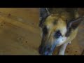 Smart Dogs