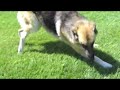 Smart Dogs