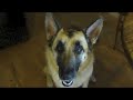 Smart Dogs