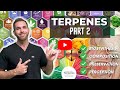 Terpenes Part 2: Biosynthesis, Composition, Preservation, and Perception!