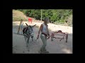 VIDEO ADDESTRAMENTO ASINI.mp4