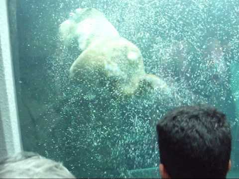 Polar bear that rotates！！　回転するシロクマ．wmv