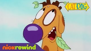 Dog Suffers From Pecanitis Catdog Nicktoons