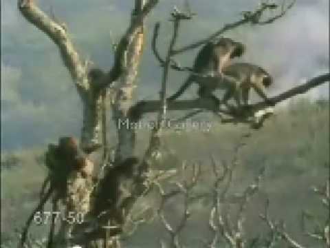funny monkey videos. funny monkey fucker