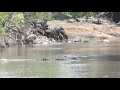 Wildebeests