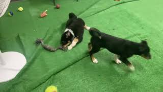 Aussie Shepherd / Border collie mix puppies
