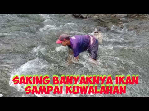 SAKING BANYAKNYA IKAN SAMPAI KEWALAHAN