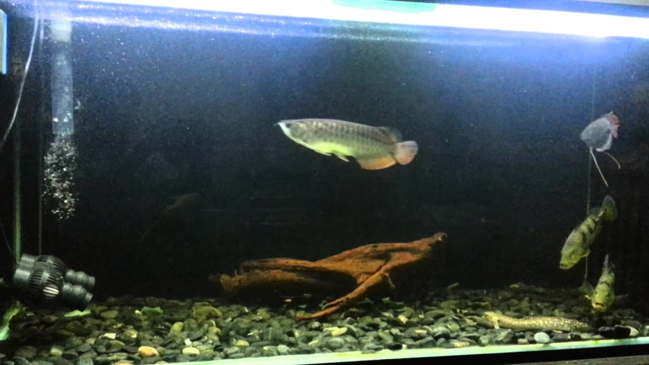 Arowana Tank Set Up - YouTube