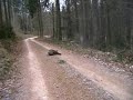 Lov divočáka - dobrá rána