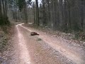 Ulovení prasete