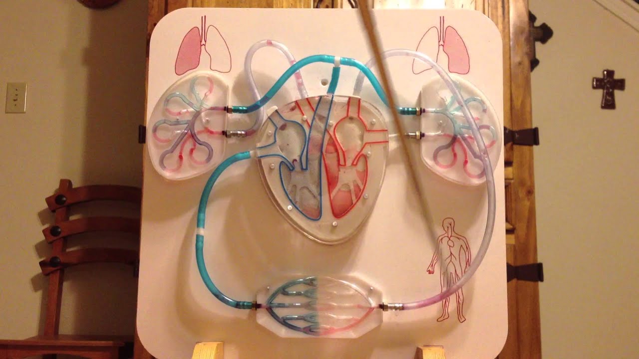 Circulatory system Harmony Public School T-STEM Project - YouTube