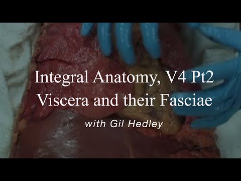 Integral Anatomy V4 pt 2: Viscera and their Fasciae - YouTube