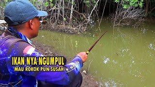 Ikanya Sudah Ngumpul, Mancing Di Muara Menggunakan Umpan Lumut